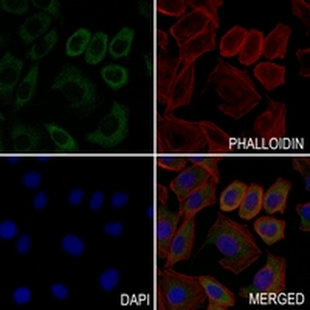 CRMP2 Rabbit Monoclonal Antibody