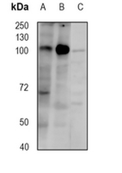 DDX58 Rabbit Monoclonal Antibody