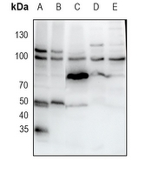 Golgin-97 Rabbit Monoclonal Antibody