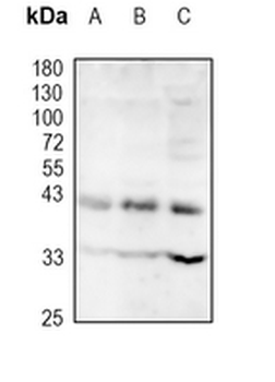 Wnt-5a Rabbit Monoclonal Antibody