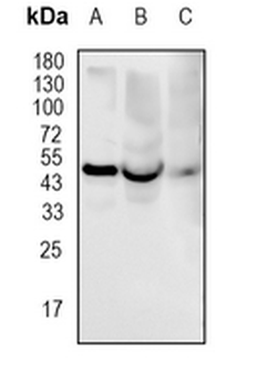 Dopamine Transporter Rabbit Monoclonal Antibody