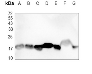 Cyclophilin A Rabbit Monoclonal Antibody