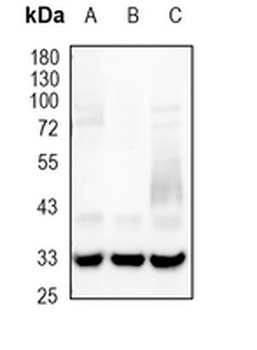 LYVE-1 Rabbit Monoclonal Antibody