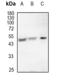AGER Rabbit Monoclonal Antibody