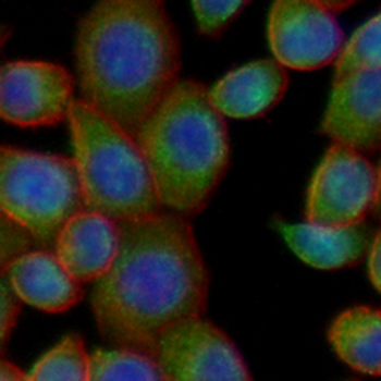 AGER Rabbit Monoclonal Antibody