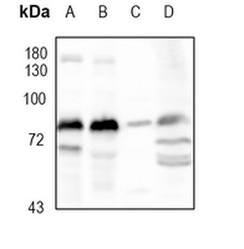 MFN1 Rabbit Monoclonal Antibody