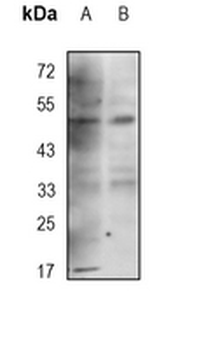NHERF1 Rabbit Monoclonal Antibody