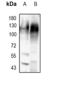 CD107a Rabbit Monoclonal Antibody
