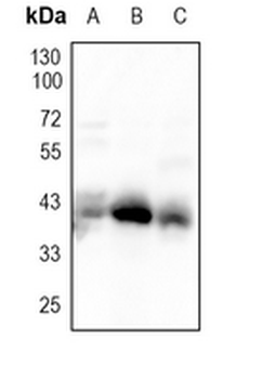 BMI1 Rabbit Monoclonal Antibody