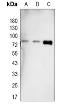 RIPK1 Rabbit Monoclonal Antibody