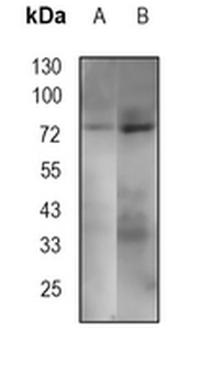 HSP75 Rabbit Monoclonal Antibody