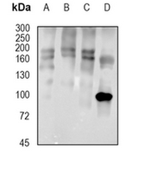 HDAC9 Rabbit Monoclonal Antibody