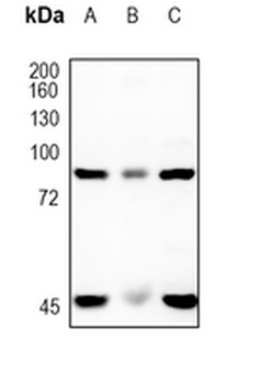 STAT4 Rabbit Monoclonal Antibody