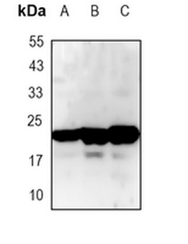 COX2 Rabbit Monoclonal Antibody