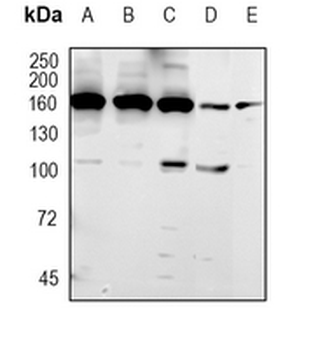 NSD3 Rabbit Monoclonal Antibody