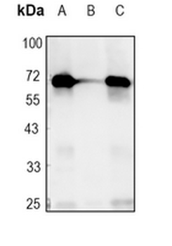 PKR Rabbit Monoclonal Antibody