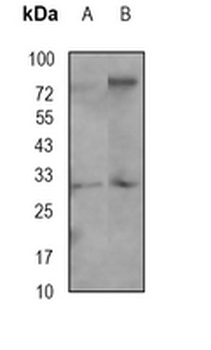 SCF Rabbit Monoclonal Antibody