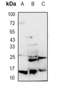 Lysozyme C Rabbit Monoclonal Antibody