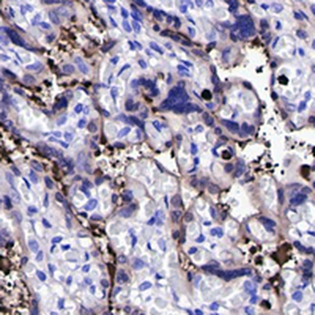 Lysozyme C Rabbit Monoclonal Antibody