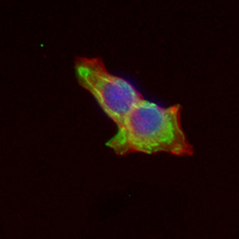 Lysozyme C Rabbit Monoclonal Antibody
