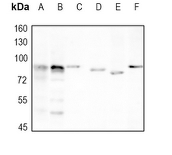 HIF1 beta Rabbit Monoclonal Antibody