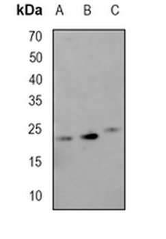 HN1 Rabbit Monoclonal Antibody