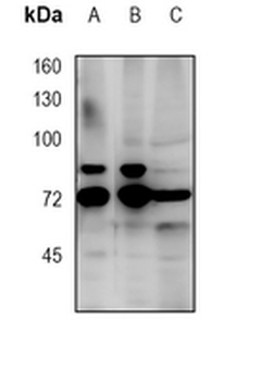 CD271 Rabbit Monoclonal Antibody