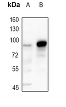 CD54 Rabbit Monoclonal Antibody