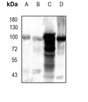 GPR49 Rabbit Monoclonal Antibody