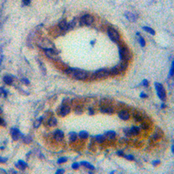 Osteopontin Rabbit Monoclonal Antibody