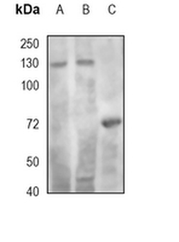 RAD21 Rabbit Monoclonal Antibody