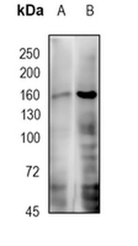 DOT1L Rabbit Monoclonal Antibody