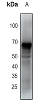 SMAD1 Rabbit Monoclonal Antibody