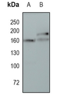PELP1 Rabbit Monoclonal Antibody