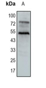 TRAF4 Rabbit Monoclonal Antibody