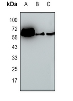 Amphiphysin 2 Rabbit Monoclonal Antibody