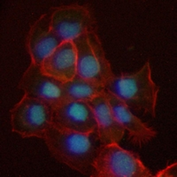 PMS2 Rabbit Monoclonal Antibody
