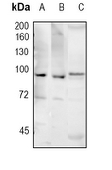 CD282 Rabbit Monoclonal Antibody