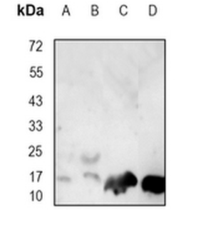 Survivin Rabbit Monoclonal Antibody