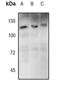 SIRT1 Rabbit Monoclonal Antibody