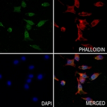 SIRT1 Rabbit Monoclonal Antibody