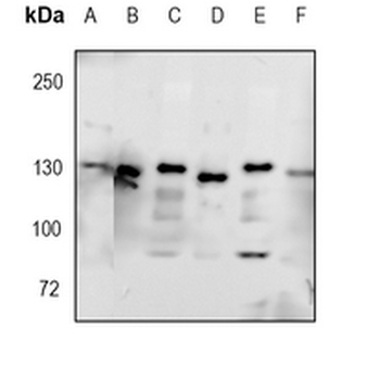 CD325 Rabbit Monoclonal Antibody