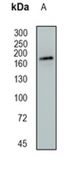IQGAP2 Rabbit Monoclonal Antibody
