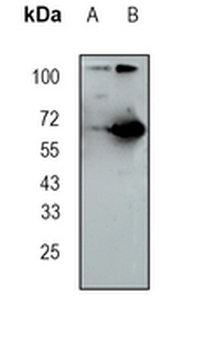 WDR1 Rabbit Monoclonal Antibody