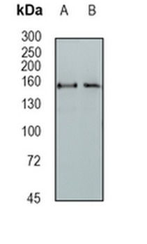 SLC12A1 Rabbit Monoclonal Antibody