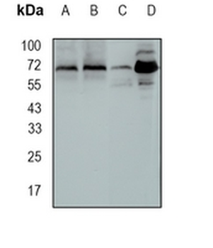 CIP4 Rabbit Monoclonal Antibody