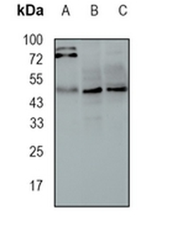 STAMBP Rabbit Monoclonal Antibody