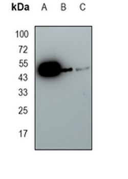 P2Y12 Rabbit Monoclonal Antibody