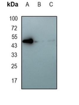 JNK1 Rabbit Monoclonal Antibody