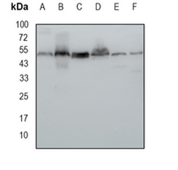 Sam50 Rabbit Monoclonal Antibody